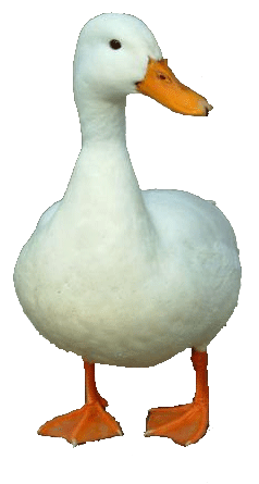 PNG Ducks Swimming - 156504
