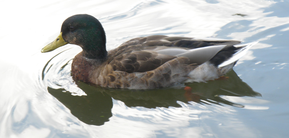 PNG Ducks Swimming - 156493