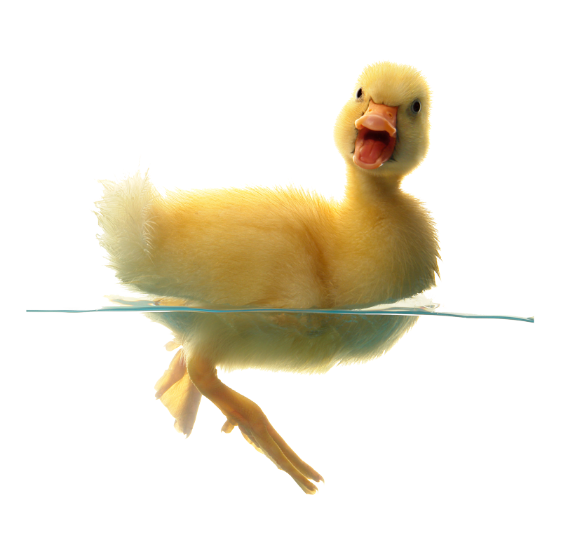 PNG Ducks Swimming - 156494