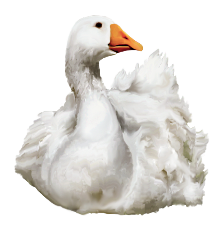 PNG Ducks Swimming - 156492