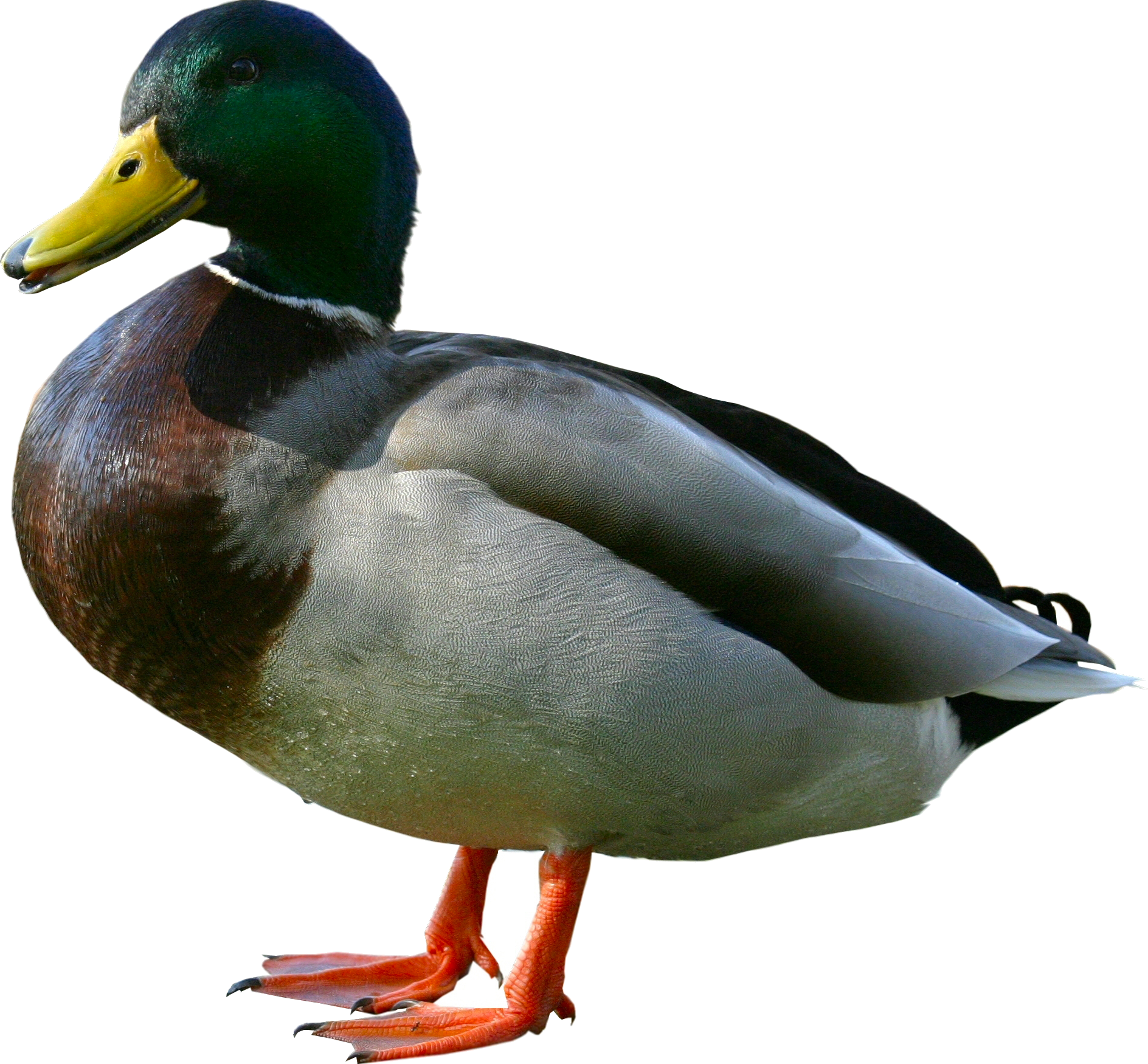 PNG Ducks Swimming - 156496
