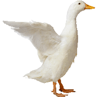 PNG Ducks Swimming - 156506