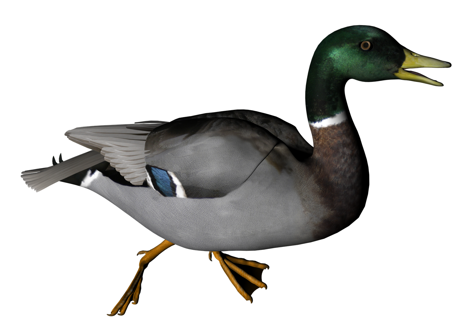 PNG Ducks Swimming - 156497