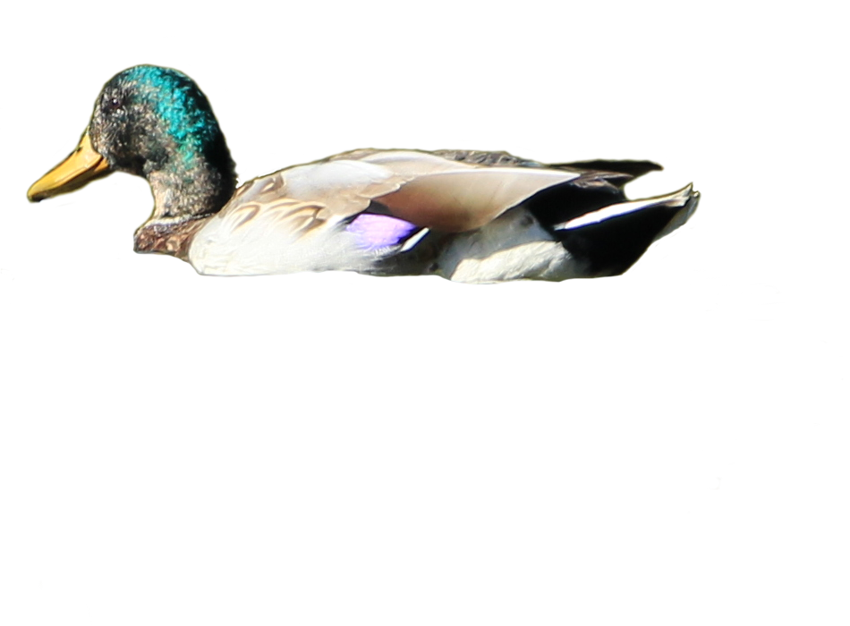 Duck in water PNG 210x202 - D