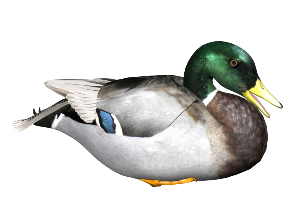Duck PNG 4