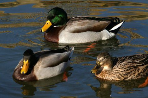 PNG Ducks Swimming - 156498