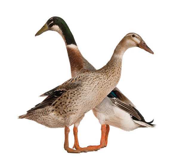 PNG Ducks Swimming - 156502