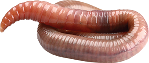 PNG Earthworm - 134061