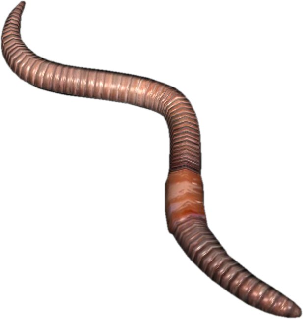 Red Worm Features