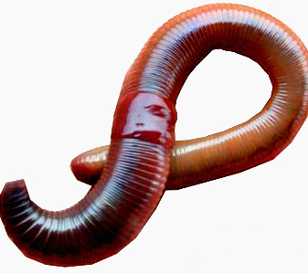 PNG Earthworm - 134052