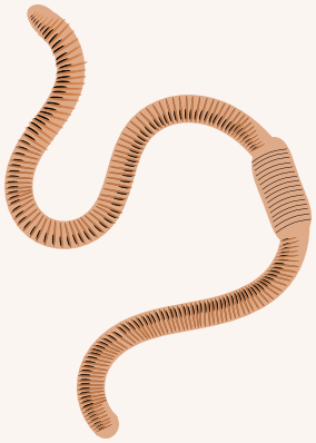 PNG Earthworm - 134055