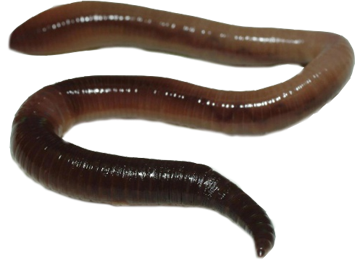 PNG Earthworm - 134054