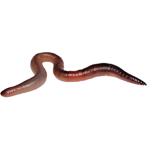 Red Worm Features