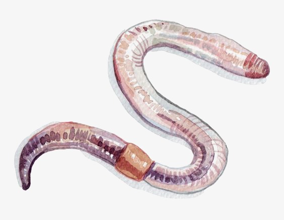 PNG Earthworm - 134060