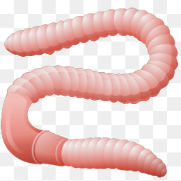 PNG Earthworm - 134064