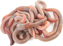 PNG Earthworm - 134059