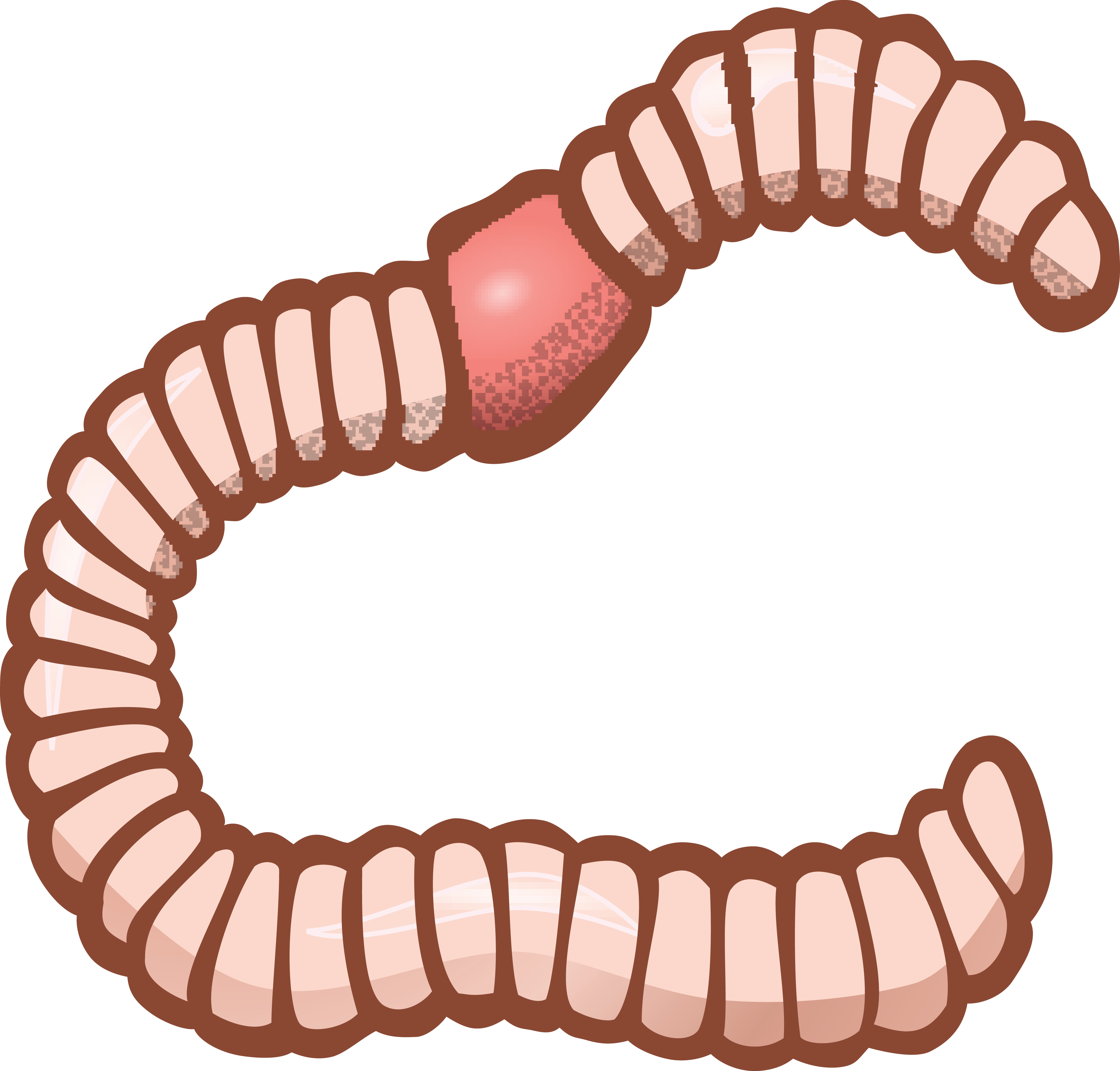 PNG Earthworm - 134057