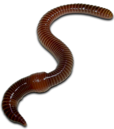 PNG Earthworm - 134056