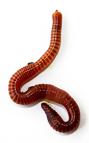 PNG Earthworm - 134065