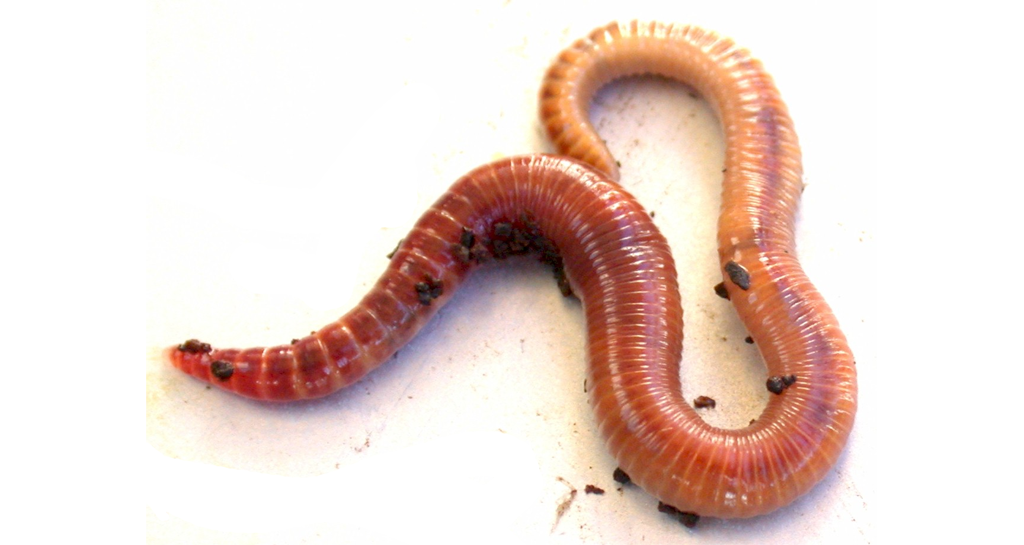 PNG Earthworm - 134058