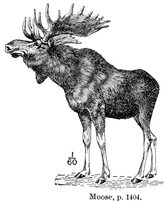 20589 Moose