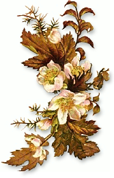 PNG Fall Flowers - 142902