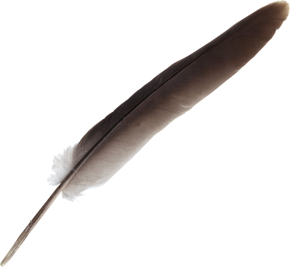 PNG Feathers Free - 83770