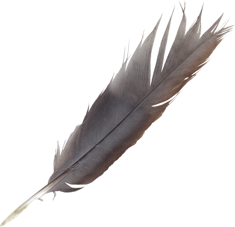 PNG Feathers Free - 83774