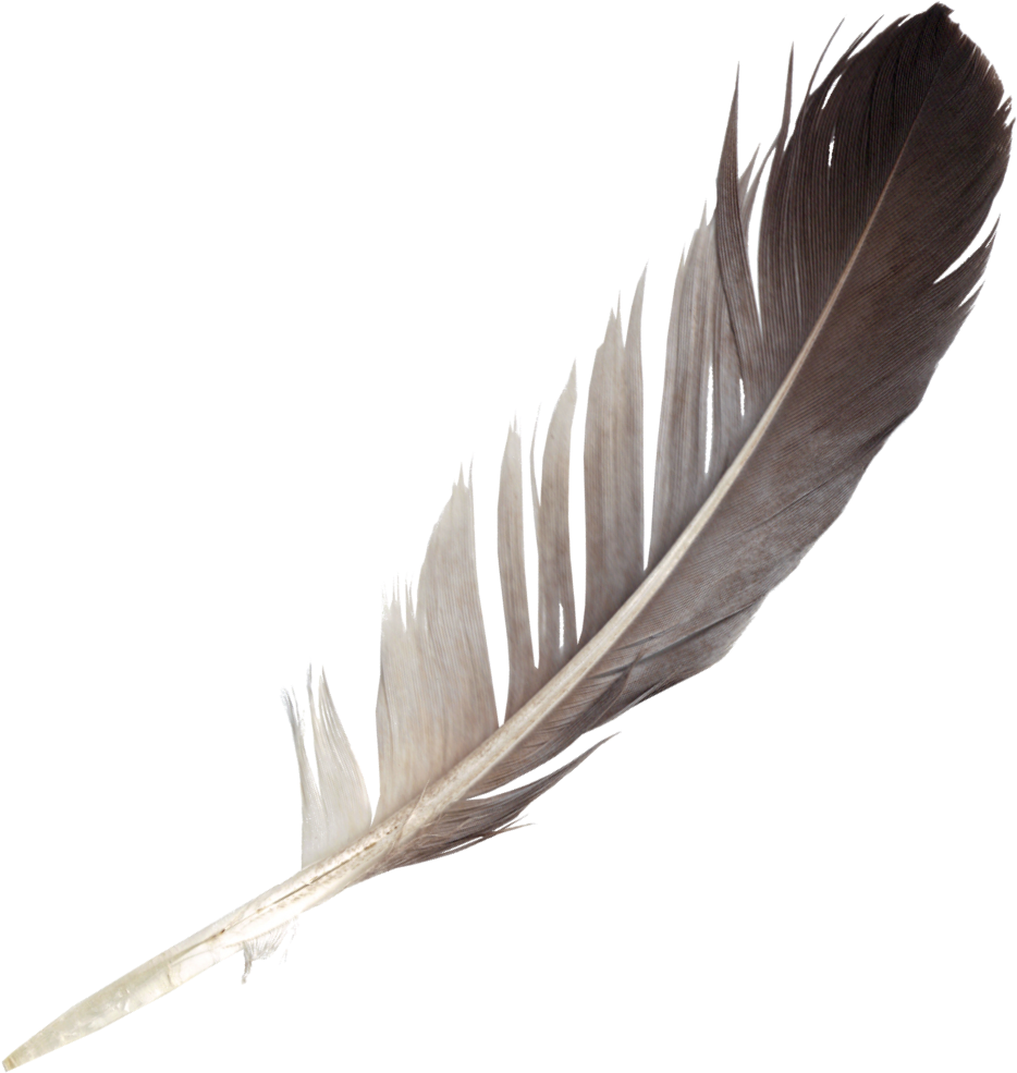 PNG Feathers Free - 83772