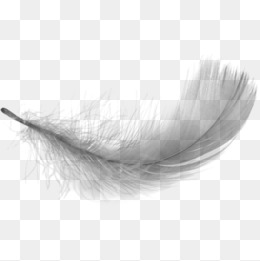 PNG Feathers Free - 83759