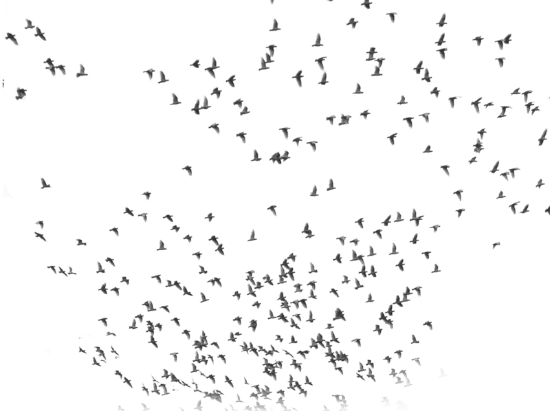 PNG Flock Of Birds - 163493