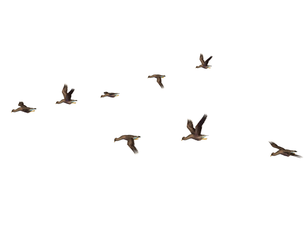 PNG Flock Of Birds - 163488