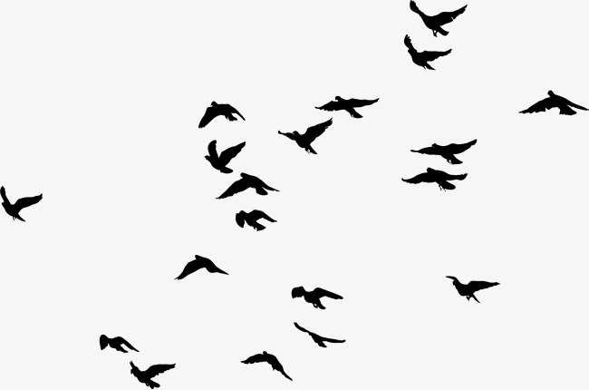 PNG Flock Of Birds - 163501