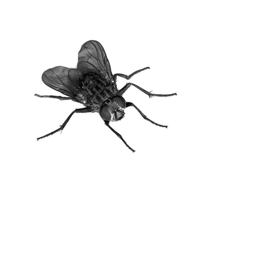 PNG Fly - 148692