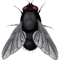 PNG Fly - 148690