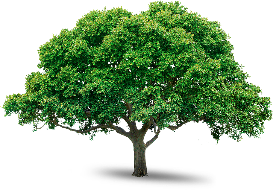 tree png image, free download