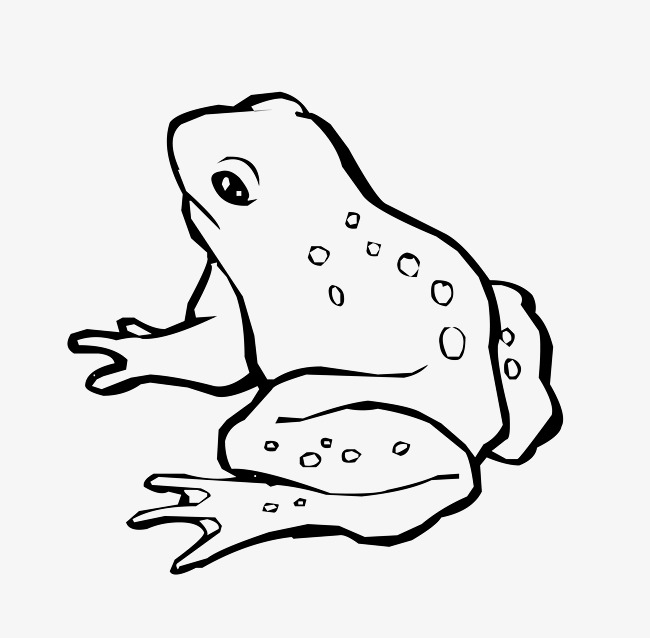 PNG Frog Black And White - 137747