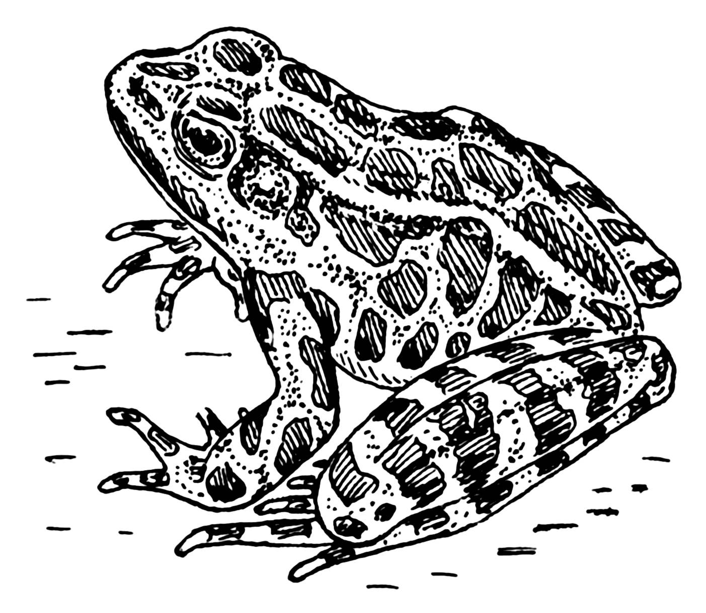 PNG Frog Black And White - 137749