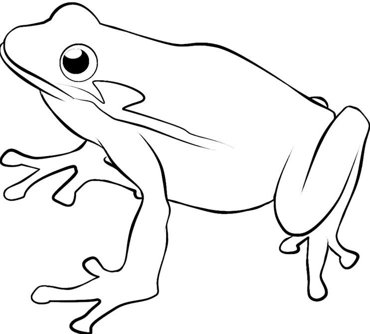 PNG Frog Black And White - 137741