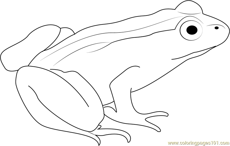 Frog Black and white Cartoon 