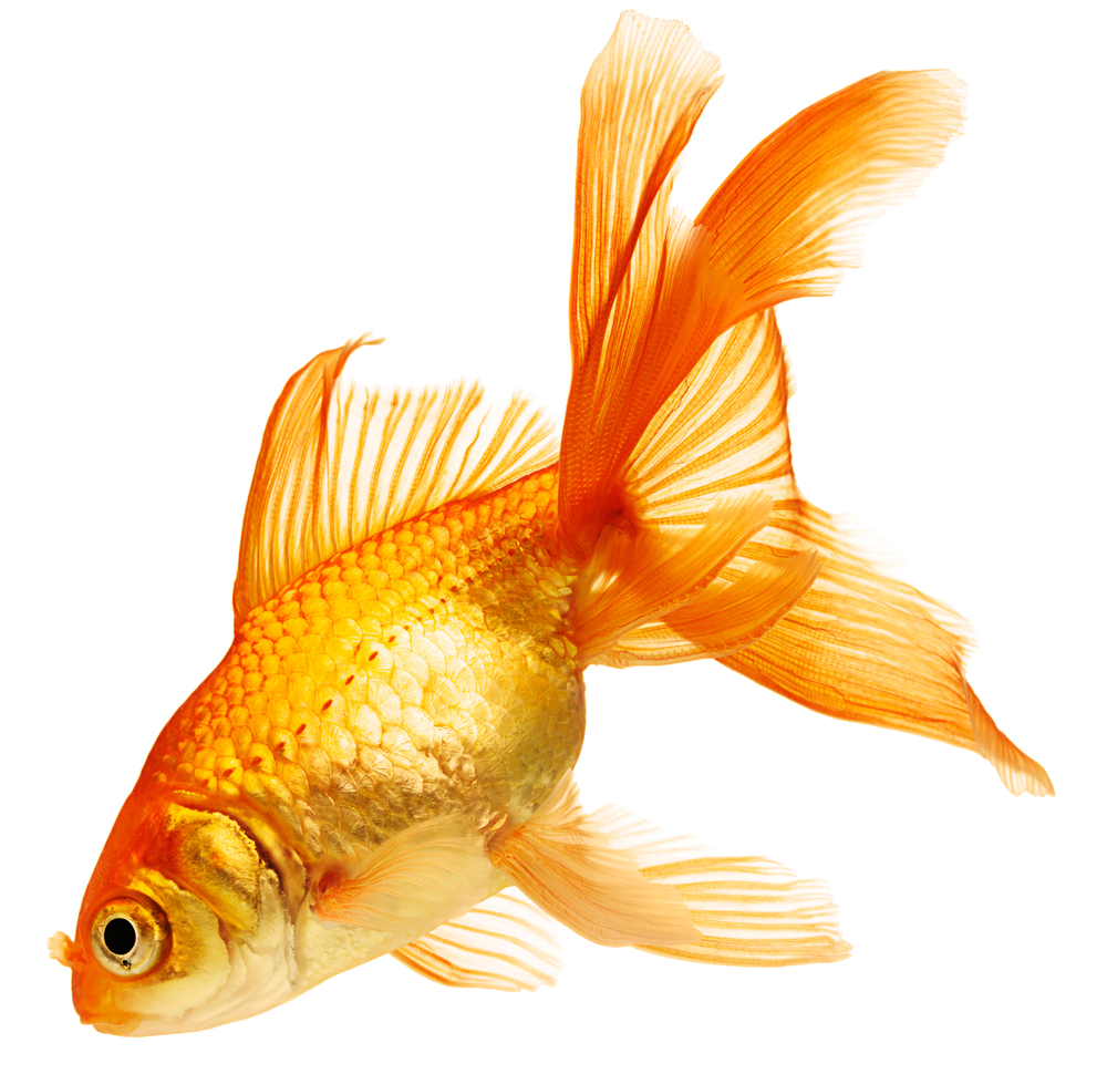 PNG Goldfish - 51681