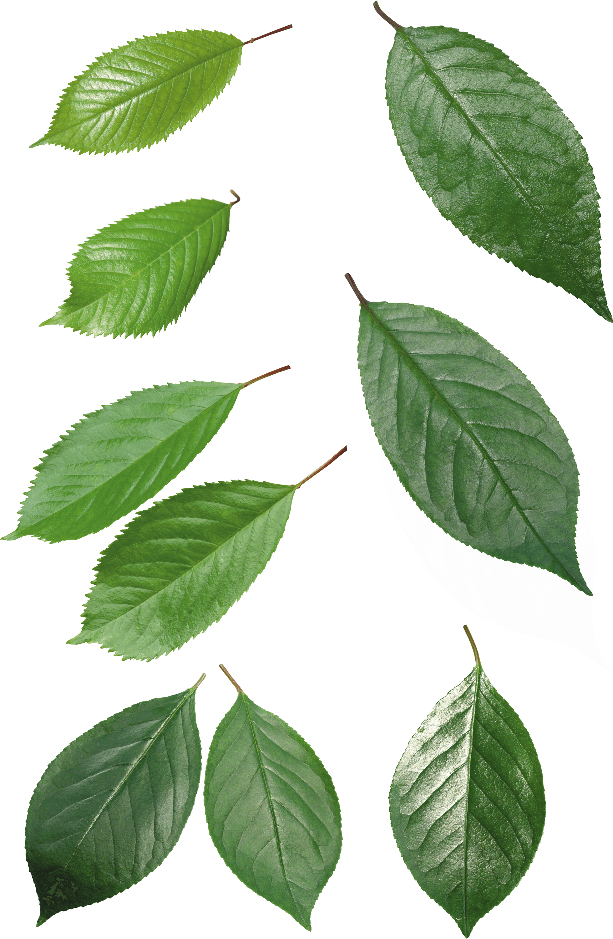 PNG Green Leaves - 66039