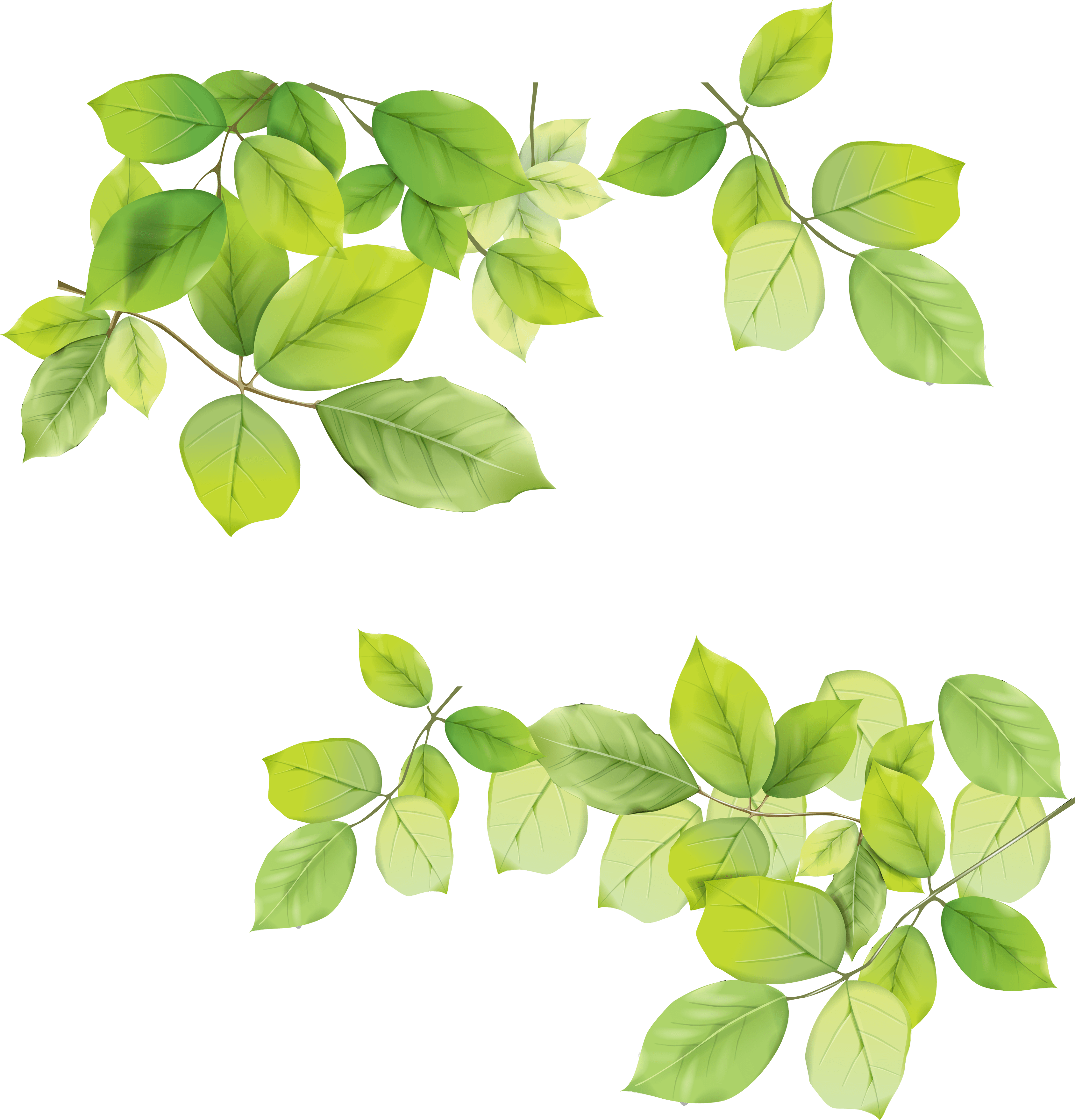 PNG Green Leaves - 66036