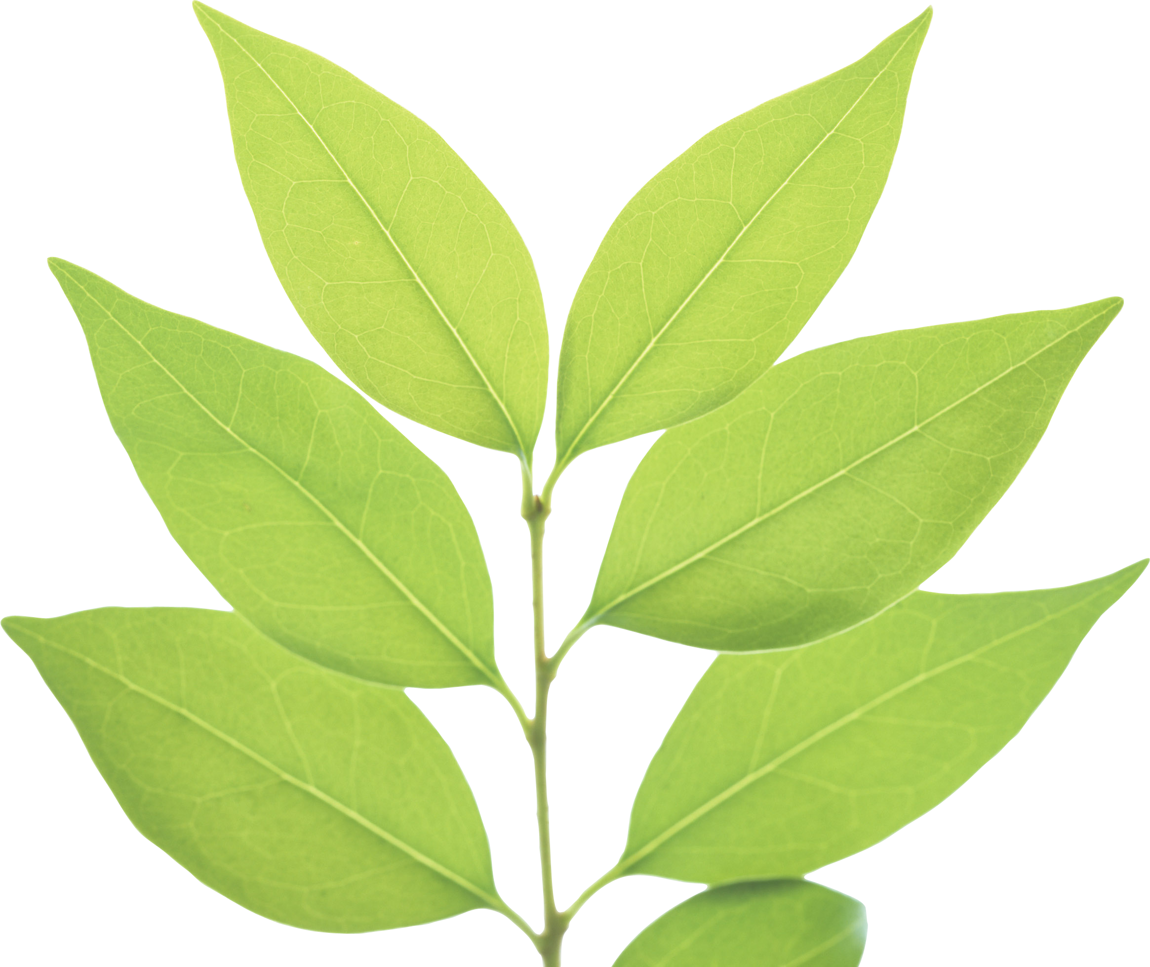 PNG Green Leaves - 66044