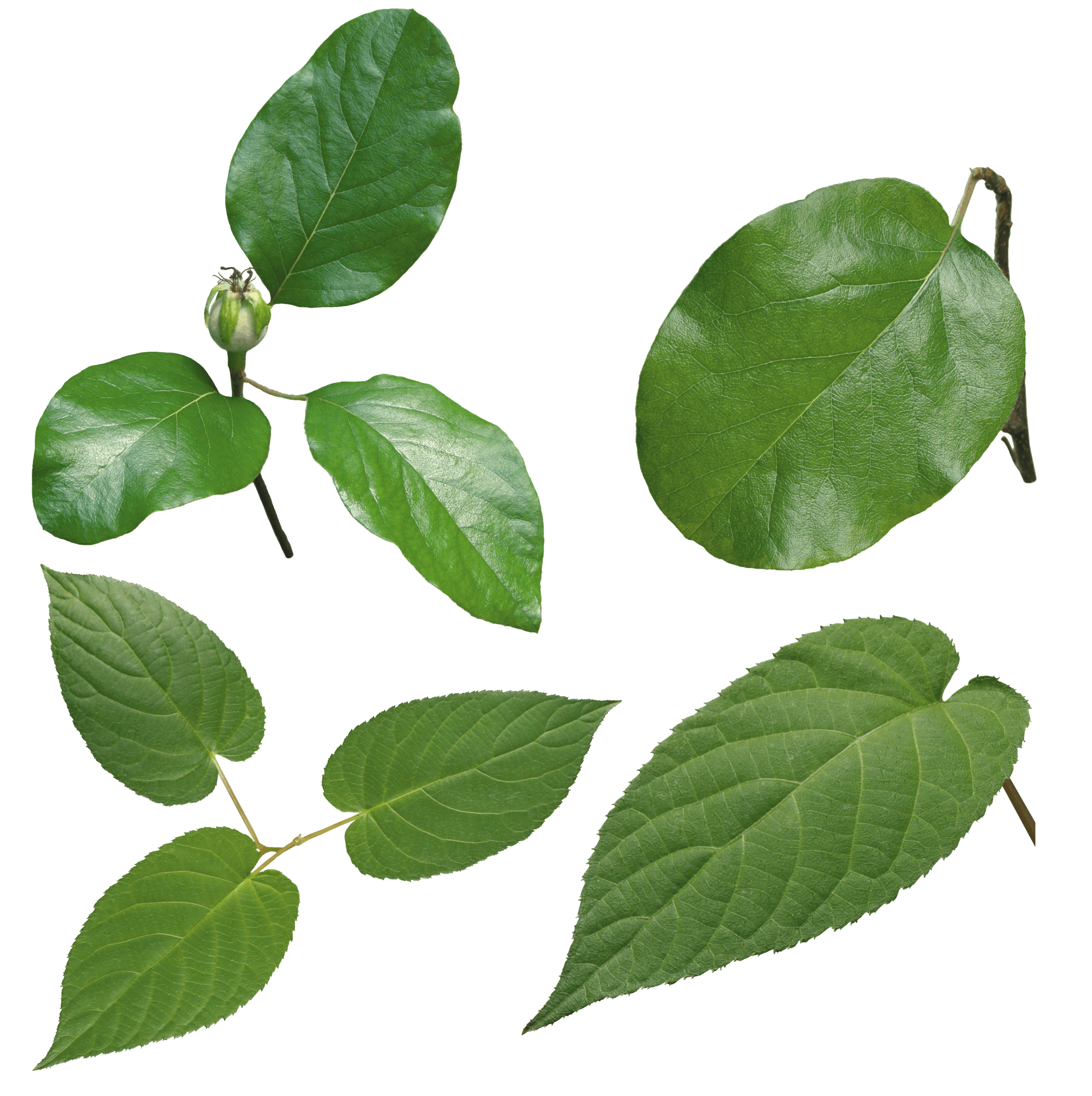 PNG Green Leaves - 66034