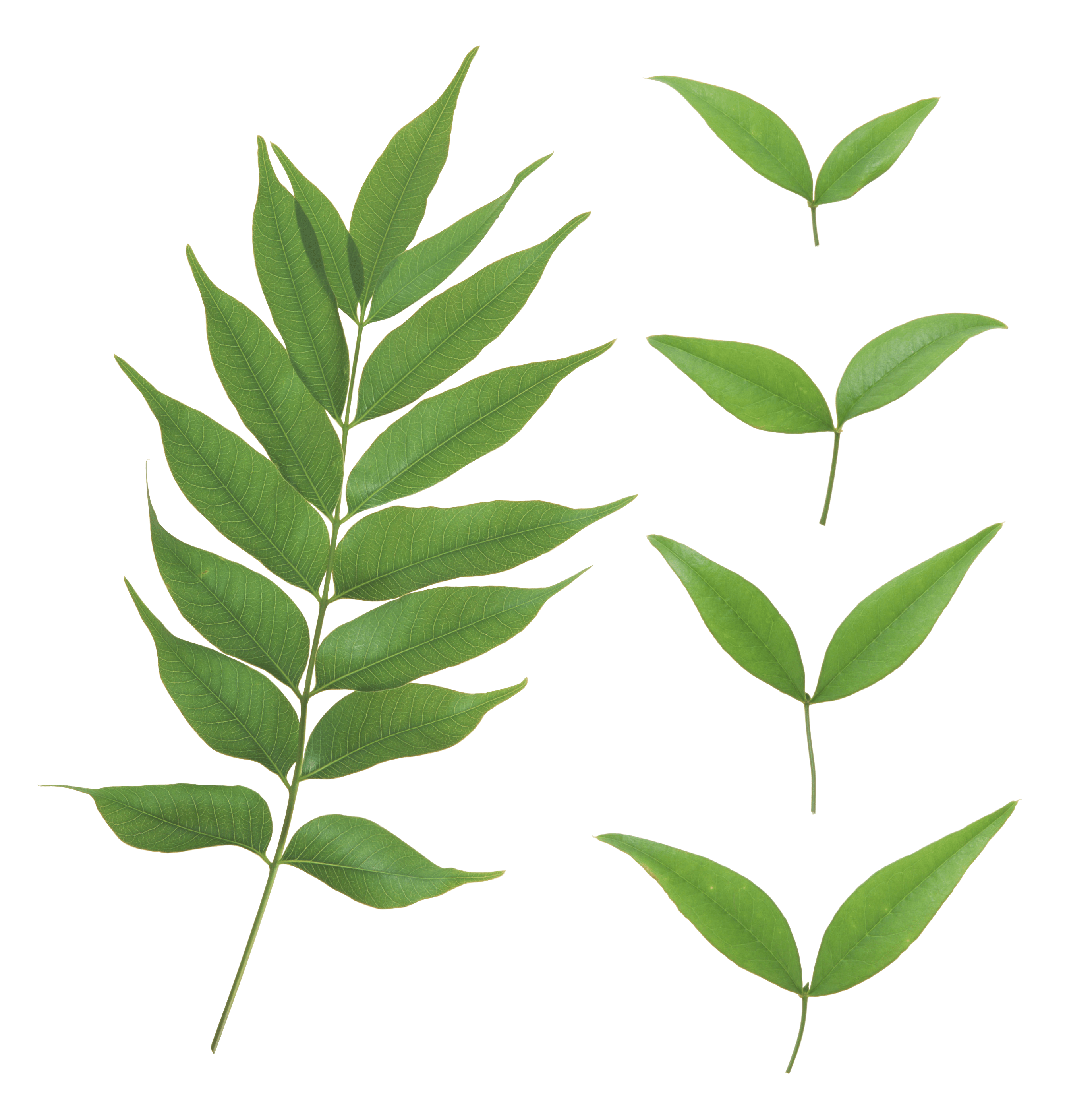 PNG Green Leaves - 66037