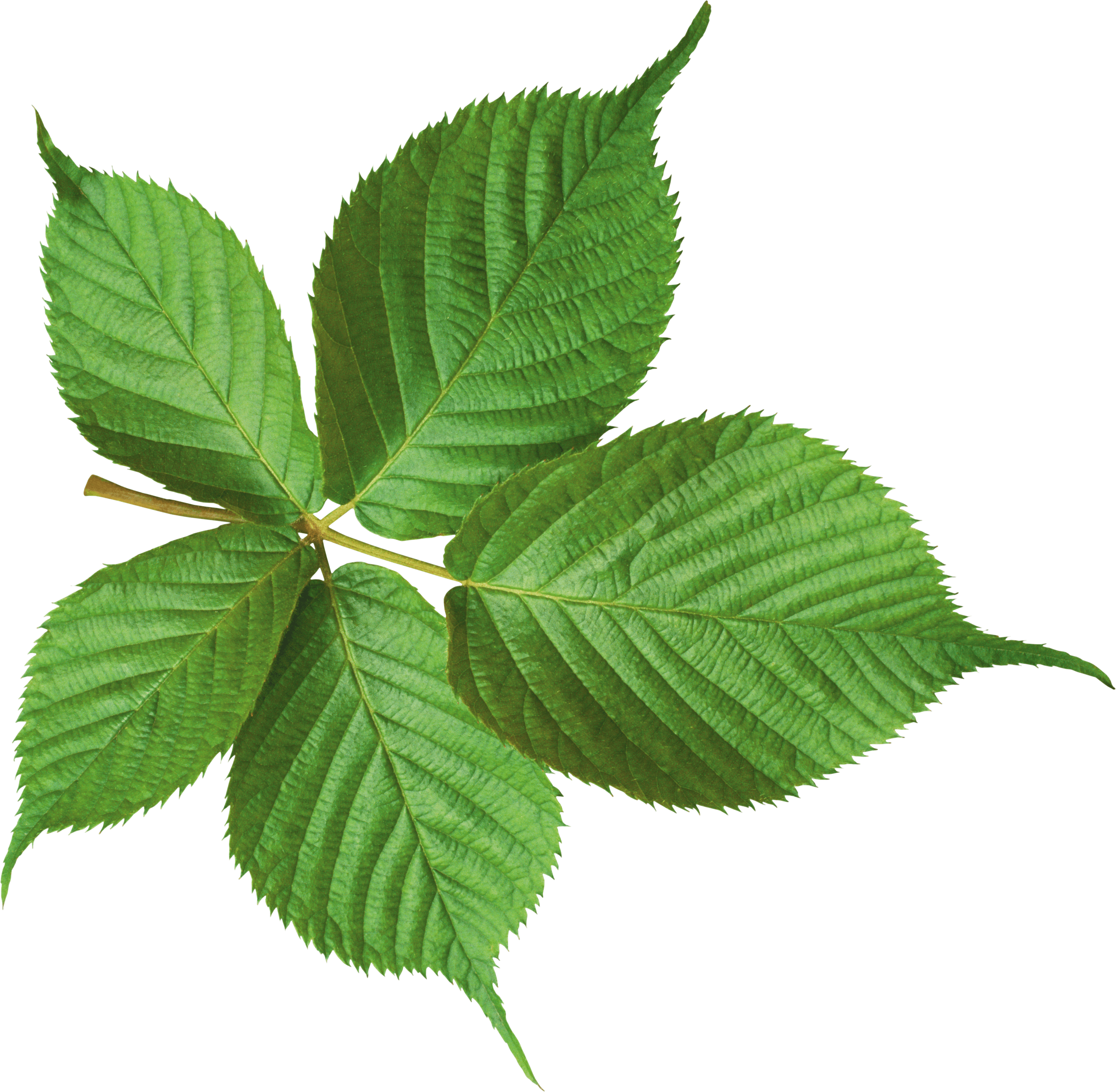 PNG Green Leaves - 66041