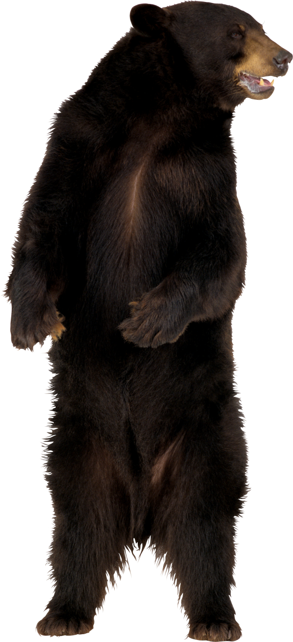PNG HD Bear - 150400