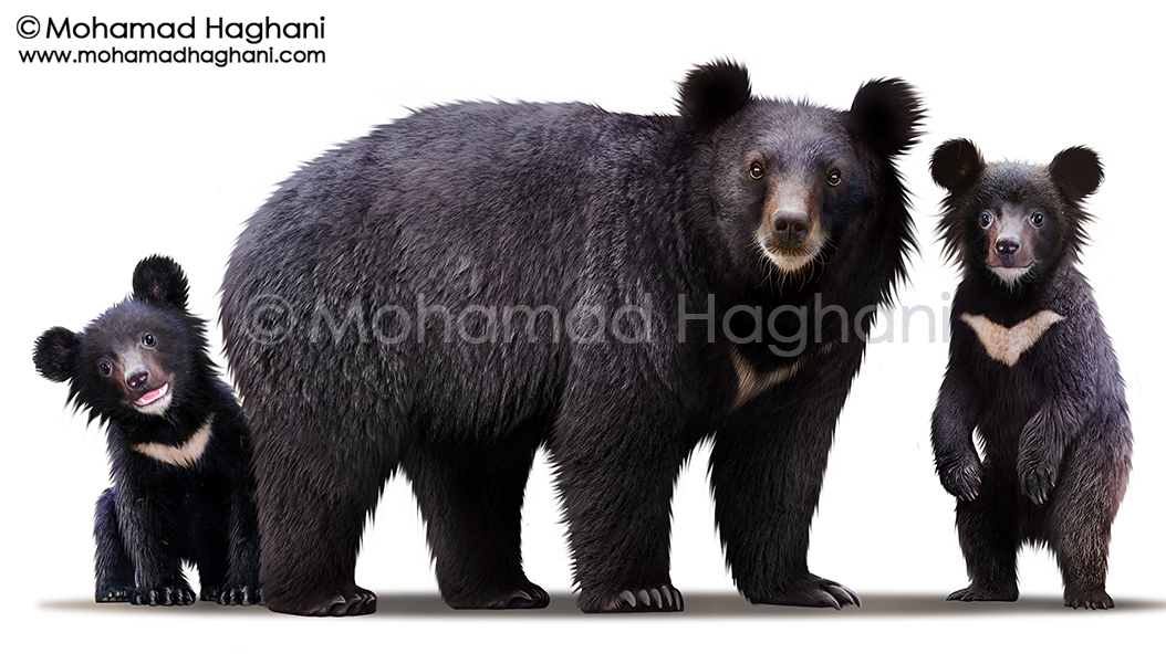 PNG HD Bear - 150392