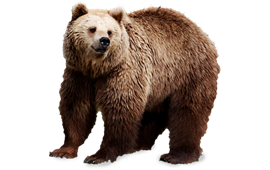 PNG HD Bear - 150394